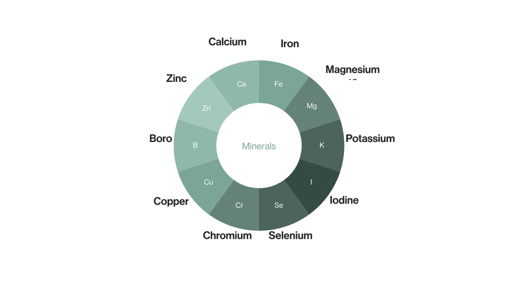 Minerals our bodies need