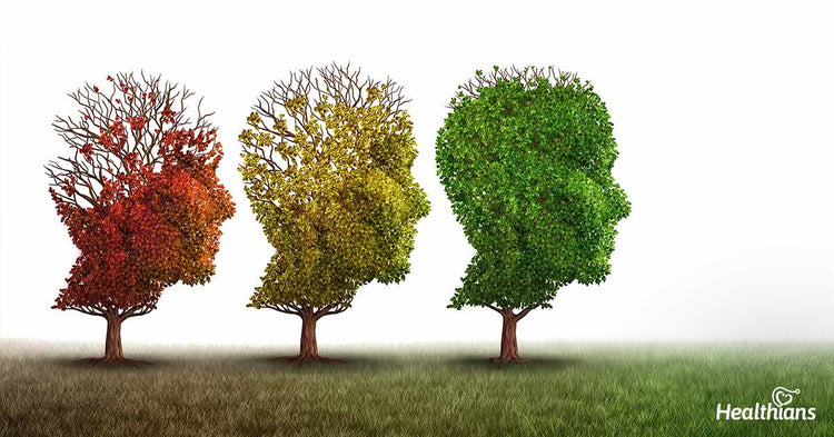 Brain & Cognitive Support