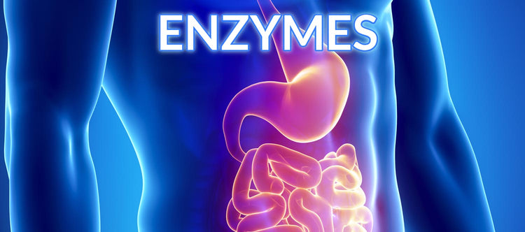 Digestive Enzymes